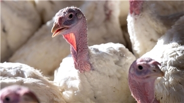 Bei der Vogelgrippe hat sich in den zurückliegenden Jahren ein Ausnahmezustand als neues Normal etabliert.