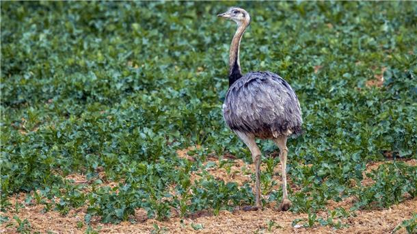 144 wilde Nandus in Deutschland gesichtet Bei der Zählung von Europas einziger wilder Nandu-Population Ende Oktober entdeckten die Helfer 144 der flugunfähigen Großvögel.