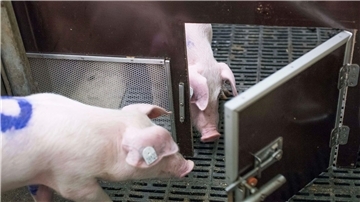 Bei einem Experiment des Forschungsinstituts für Nutztierbiologie (FBN) befreien Schweine ihre Artgenossen durch das Öffnen von Türen aus Boxen.