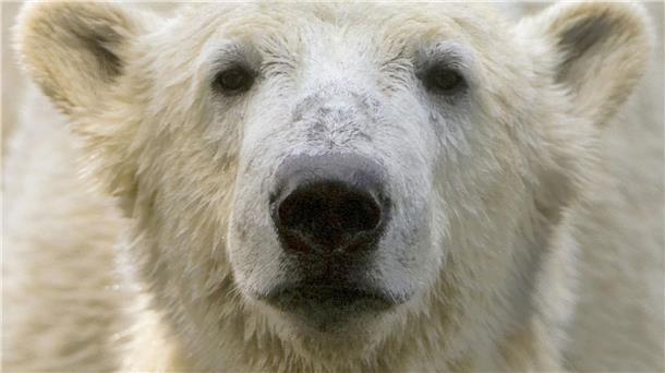 Bei Eisbär Knut spielten die Besucher und Medien des Berliner Zoos lange verrückt. (Archivbild)