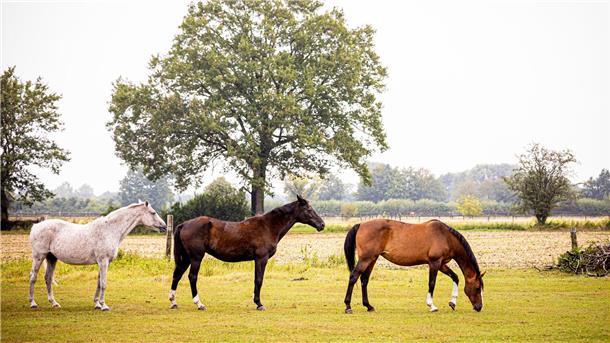 Bei Pferden in Niedersachsen sind in den vergangenen Wochen vermehrt Infektionen mit dem West-Nil-Virus nachgewiesen worden. (Symbolbild)