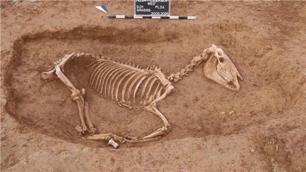 Römischer Pferdefriedhof in Stuttgart entdeckt Bei Untersuchungen in Stuttgart wird ein römischer Pferdefriedhof entdeckt.