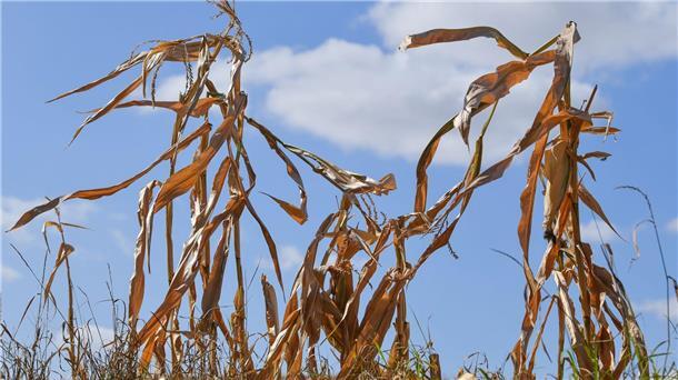 Meteorologie-Institut: Europa droht wohl ein Hitzesommer Beim Hitzesommer 2003 kam es zu Wasserknappheit und Ernteausfällen. (Archivbild)