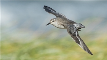 Ein Knutt im Flug.