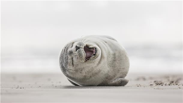 Beim Lachen werden vom Gesicht bis zum Bauch unterschiedliche Muskelpartien benötigt. Außerdem erzeugt es Glücksgefühle im Gehirn. 