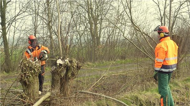 Beim Praxisteil des Landschaftspflegekurses lernen die Teilnehmer auch den Umgang mit der Kettensäge. 