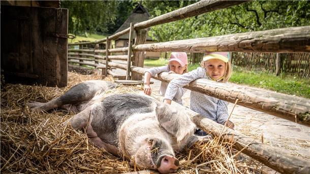 Das Foto zeigt, wie Kinder ein schlafendes Schwein streicheln. 