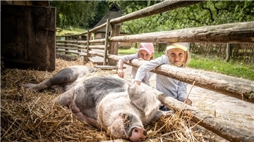 Das Foto zeigt, wie Kinder ein schlafendes Schwein streicheln. 
