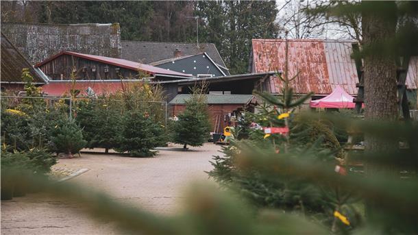 Beim Tannenbaumverkauf – im Bild der „Hofladen Icken“ in Dorum – geht es in diesem Jahr ruhiger zu. Kein Glühwein- oder Punschausschank, kein Bratwurstverkauf oder Kinderkarrussel. Verkäufer wie Kunden reagieren mit Verständnis.