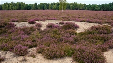 In voller Blüte steht am 14.09.2015 das Naturschutzgebiet der Reicherskreutzer Heide nahe Henzendorf bei Neuzelle (Brandenburg).