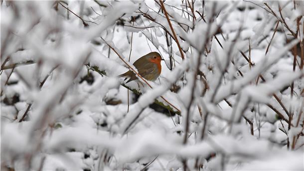 Bekommen wir an Weihnachten ein weißes Winterwunderland wie auf diesem Foto, das im Dezember 2017 aufgenommen wurde?