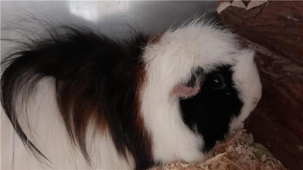 Bella sucht ein Zuhause in einer vorhandenen Meerschweinchengruppe.