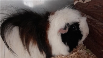 Bella sucht ein Zuhause in einer vorhandenen Meerschweinchengruppe.
