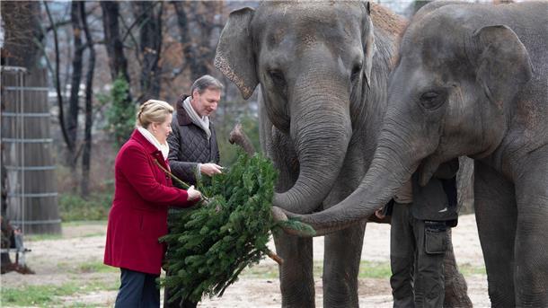 Berliner Zoo nach Vogelgrippe-Fall wieder geöffnet Berlins Regierende Bürgermeisterin Franziska Giffey und Zoodirektor Andreas Knieriem verfüttern im Zoo einen Tannenbaum an die Elefanten.
