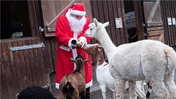 Bescherung für die Tiere: Der Weihnachtsmann zu Besuch im Zoo.