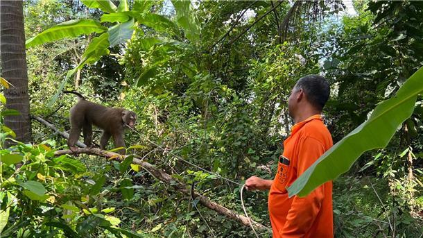 Ein Leben an der Kette: Affen als Kokospflücker in Thailand Besitzer Lek holt seinen Affen Nong nach getaner Arbeit, dem Kokosnusspflücken, wieder von der Kokospalme.