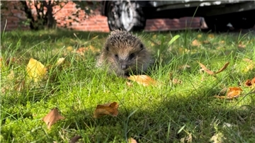 Besonders junge Igel sind jetzt unterwegs, um sich vor dem Winter noch ordentliche Fettreserven anzufressen.