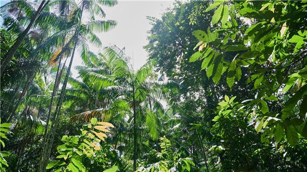 Besonders stark ist weiterhin der Regenwald in Brasilien von Zerstörung betroffen.