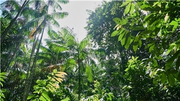 Besonders stark ist weiterhin der Regenwald in Brasilien von Zerstörung betroffen.