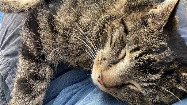 Kater Merlin