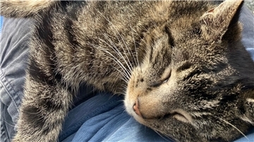 Kater Merlin