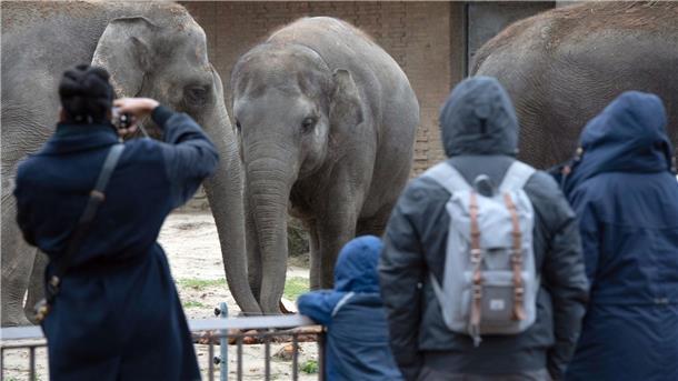 Berliner Zoo nach Vogelgrippe-Fall wieder geöffnet Besucher beobachten im Zoo an Heiligabend die Elefanten.