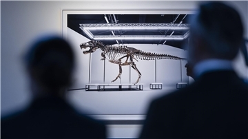 Besucher betrachten das Skelett eines Tyrannosaurus Rex während der Auktion des Auktionshauses Koller.