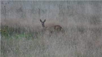 Besucher der DBU-Naturerbefläche Cuxhavener Küstenheiden sollten aufgrund einer anstehenden Gemeinschaftsjagd auf Wildwechsel eingestellt sein.