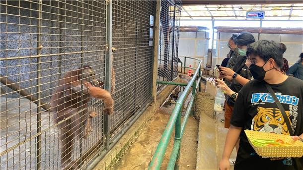 Besucher geben einem Orang-Utan in einem Betonkäfig im Pata Zoo Früchte. Der Zoo auf dem Dach eines Einkaufszentrums in Bangkok wird auch als „Höllen-Zoo“ bezeichnet.