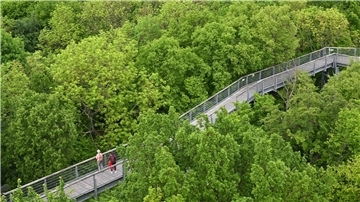 Besucher gehen über den Baumkronenpfad im Nationalpark Hainich unweit von Bad Langensalza. Der Nationalpark gehört seit 2011 zur Welterbestätte „Buchenurwälder der Karpaten und alte Buchenwälder Deutschlands“.