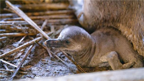 Mehrere Pinguinküken in Stralsund auf die Welt gekommen Besucher sollen den Nachwuchs voraussichtlich im Sommer sehen können.