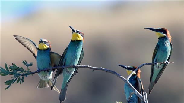 Rund 1000 Zugvögel prallen gegen Fenster und sterben Bienenfresser zählen zu den Zugvögeln.