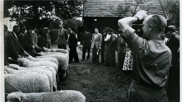 „Bordell mit Bahnanschluss“ und Folklore: Die Wesermarsch in alten Filmen „Bordell mit Bahnanschluss“ und Folklore: Die Wesermarsch in alten Filmen
