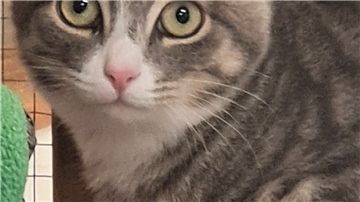 Kleiner Kater