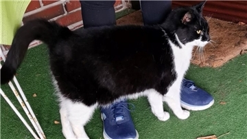 Kleinensiel: Offenbar herrenlose Katze gefunden