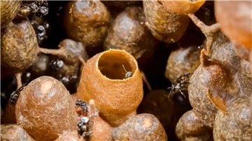 Besser leben dank Honig von Bienen, die nicht stechen