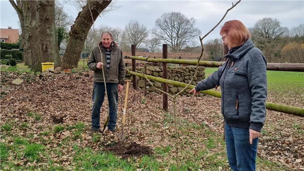 Dreister Diebstahl: Unbekannte klauen neu gepflanzten Baum