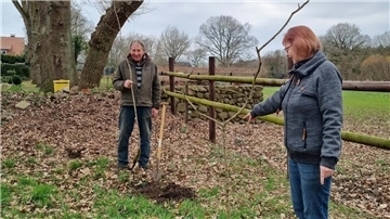 Dreister Diebstahl: Unbekannte klauen neu gepflanzten Baum