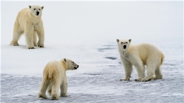 Eisbären in der Arktis