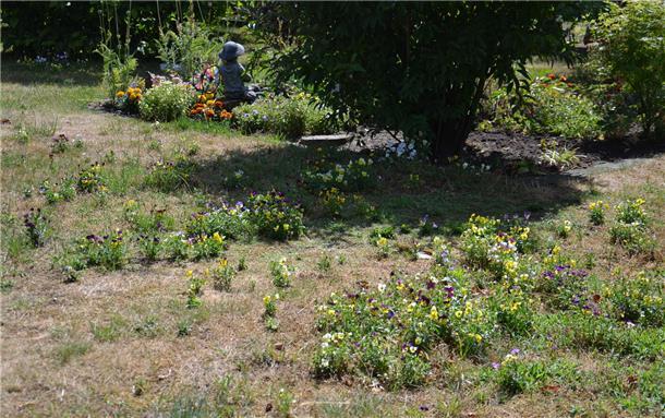 Wie von Zauberhand: Hornveilchen bilden Blütenmeer