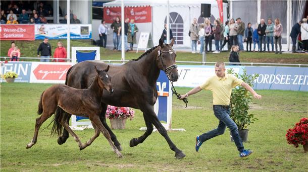 Regen, Wettkämpfe und Showreiten: Das sind die Elmloher Reitertage in Bildern Regen, Wettkämpfe und Showreiten: Das sind die Elmloher Reitertage in Bildern