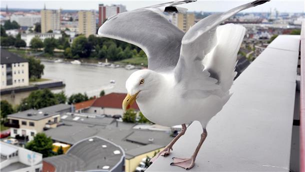 Reporterin zieht nach Bremerhaven: Kulturschock mit Möwen und „Moin“
