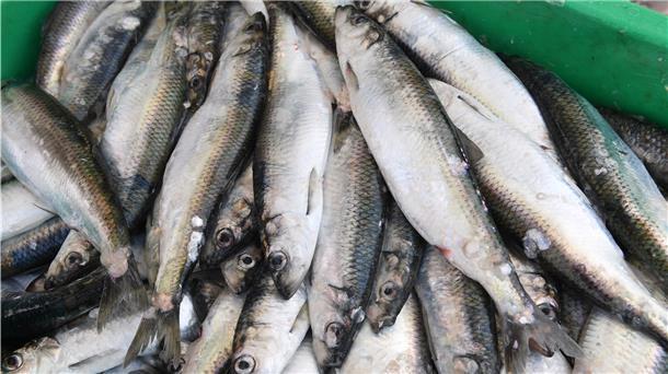 Der Brexit und die Fischerei