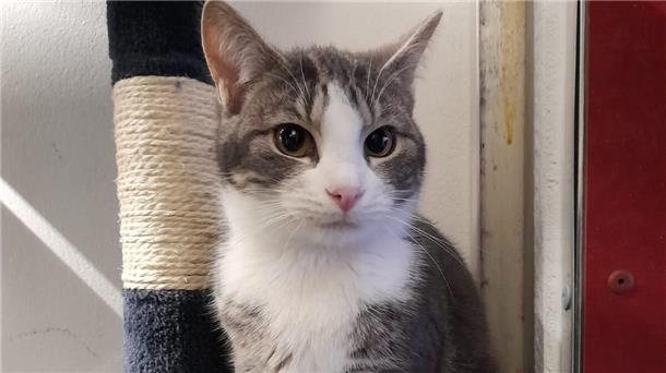 Tierschutz Bremerhaven sucht Platz für Elli als Hofkatze