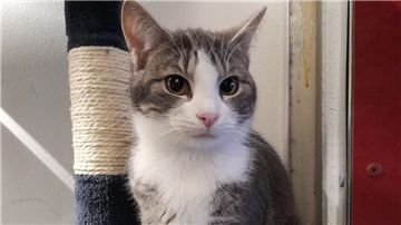 Tierschutz Bremerhaven sucht Platz für Elli als Hofkatze