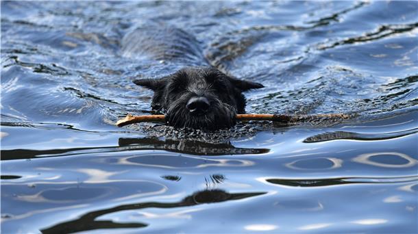 Stoteler See ist kein Hundebad