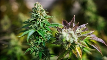 Cannabis-Reform mit Risiko für Minderjährige
