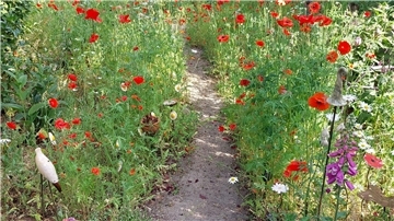Wildromantischer Garten mit zugehörigem Atelier