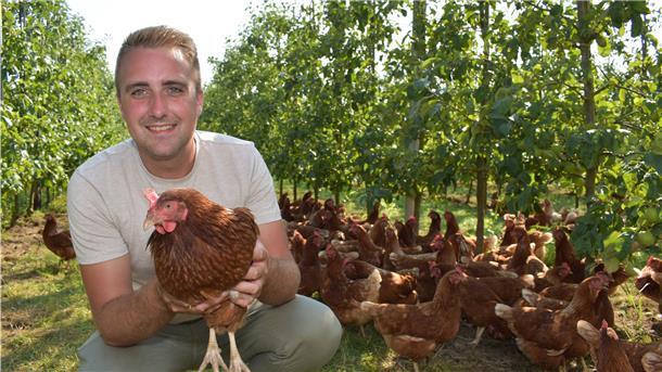 Geflügel hilft Obstbauern im Alten Land