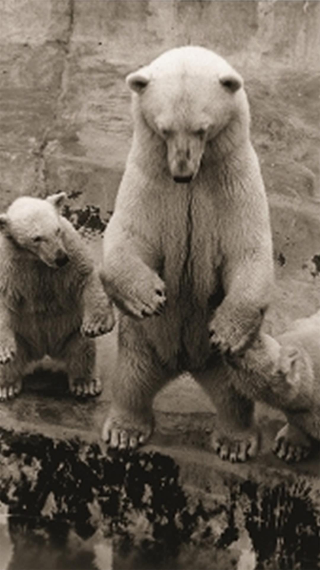 Suse ist die erfolgreichste Eisbärenmama